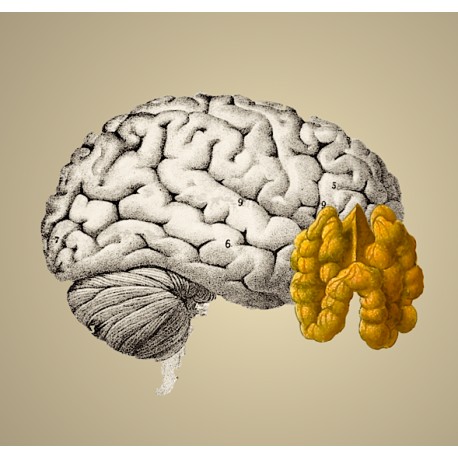 Neurones & mémoire : viser l'optimum