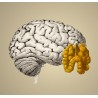 Neurones & mémoire : viser l'optimum